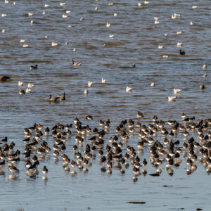 Viele Austernfischer im Watt