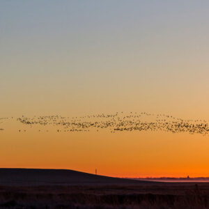 Vogelschwarm über dem Deich bei Sonnenaufgang.