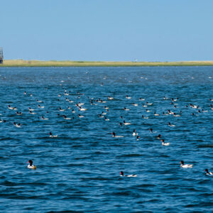 Blick übers Meer mit Vögeln auf die Insel Trischen mit Vogelwarthütte.