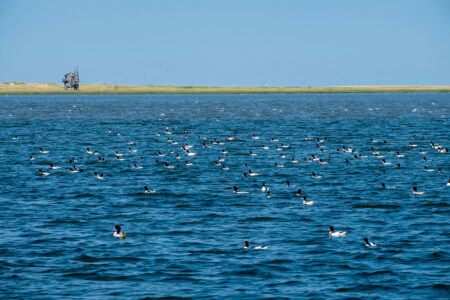 Blick übers Meer mit Vögeln auf die Insel Trischen mit Vogelwarthütte.